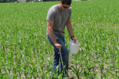 In-season soil test in Sussex County