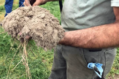 Soil Health in Sussex County