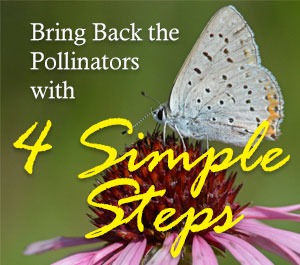 Bring Back the Pollinators