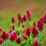 Blooming field of red clover
