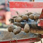 potato harvest