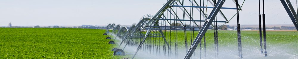 An irrigation pivot watering a field of turnips.