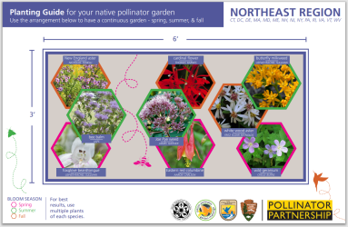 Pollinator garden plan