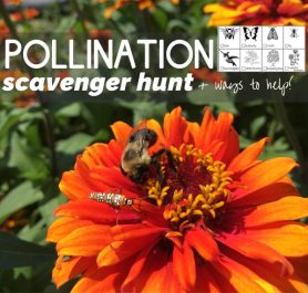 pollinator scavenger hunt